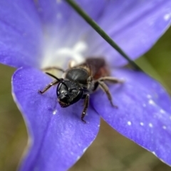 Lasioglossum (Parasphecodes) sp. (genus & subgenus) at Cotter River, ACT - 8 Feb 2022