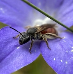 Lasioglossum (Parasphecodes) sp. (genus & subgenus) at Cotter River, ACT - 8 Feb 2022