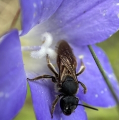 Lasioglossum (Parasphecodes) sp. (genus & subgenus) at Cotter River, ACT - 8 Feb 2022