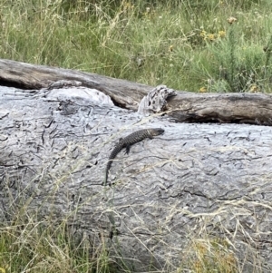 Egernia cunninghami at Watson, ACT - 8 Feb 2022