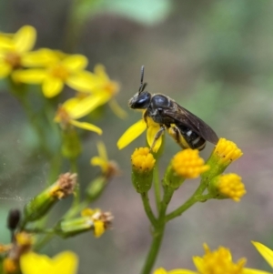 Lasioglossum (Chilalictus) sp. (genus & subgenus) at Cotter River, ACT - 8 Feb 2022