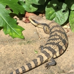 Tiliqua scincoides scincoides (Eastern Blue-tongue) at Hughes, ACT - 5 Feb 2022 by Linden