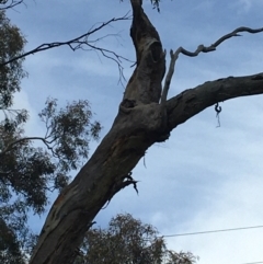 Callocephalon fimbriatum (Gang-gang Cockatoo) at Hughes, ACT - 21 Oct 2021 by Linden