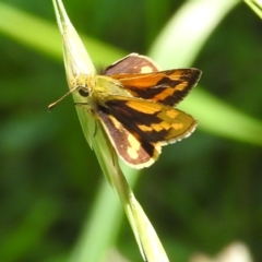 Ocybadistes walkeri (Green Grass-dart) at Kambah, ACT - 9 Feb 2022 by HelenCross