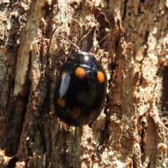 Paropsisterna octosignata (Eucalyptus leaf beetle) at Kambah, ACT - 9 Feb 2022 by HelenCross