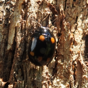 Paropsisterna octosignata at Kambah, ACT - suppressed