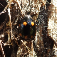 Paropsisterna octosignata at Kambah, ACT - suppressed