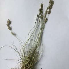 Eragrostis elongata (Clustered Lovegrass) at Denman Prospect, ACT - 9 Feb 2022 by rainer