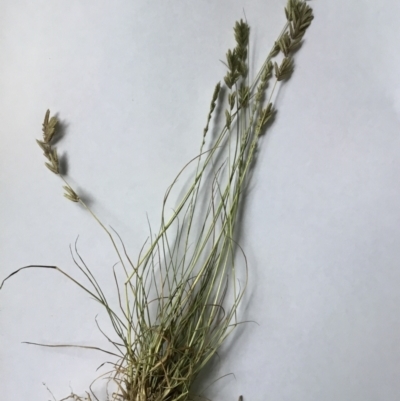 Eragrostis elongata (Clustered Lovegrass) at Denman Prospect, ACT - 9 Feb 2022 by rainer