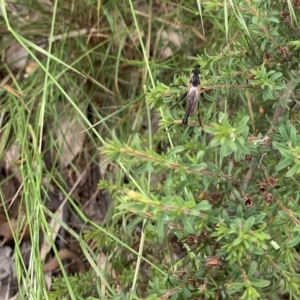 Neoscleropogon sp. (genus) at Weston, ACT - 9 Feb 2022