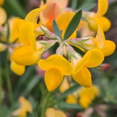 Lotus corniculatus (Birds-Foot Trefoil) at McKellar, ACT - 8 Feb 2022 by Jiggy