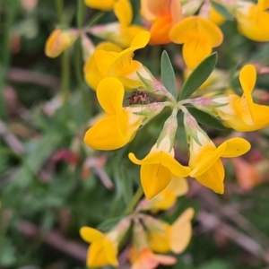 Lotus corniculatus at McKellar, ACT - 8 Feb 2022 07:58 PM