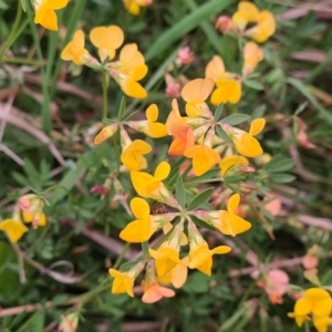 Lotus corniculatus at McKellar, ACT - 8 Feb 2022 07:58 PM