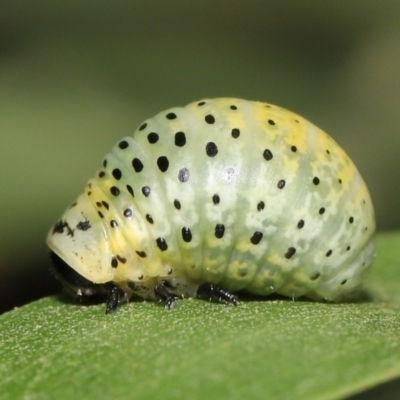 Dicranosterna immaculata (Acacia leaf beetle) at Paddys River, ACT - 1 Feb 2022 by TimL