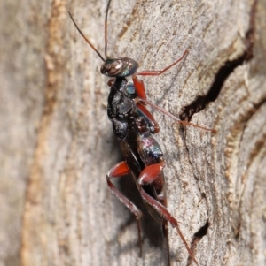 Encyrtidae (family) at Tidbinbilla Nature Reserve - 1 Feb 2022