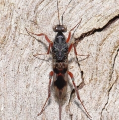 Encyrtidae (family) at Tidbinbilla Nature Reserve - 1 Feb 2022