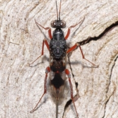 Encyrtidae (family) at Tidbinbilla Nature Reserve - 1 Feb 2022