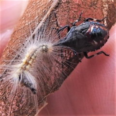 Oechalia schellenbergii (Spined Predatory Shield Bug) at Kambah, ACT - 9 Feb 2022 by HelenCross