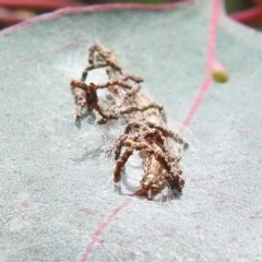 Hypertropha tortriciformis at Kambah, ACT - 22 Feb 2022