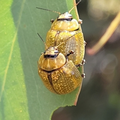 Paropsisterna cloelia (Eucalyptus variegated beetle) at Sutton, NSW - 8 Feb 2022 by tpreston