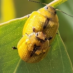 Paropsisterna cloelia (Eucalyptus variegated beetle) at Sutton, NSW - 8 Feb 2022 by tpreston