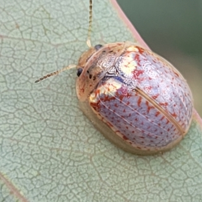 Paropsisterna decolorata (A Eucalyptus leaf beetle) at Sutton, NSW - 8 Feb 2022 by tpreston