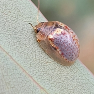 Paropsisterna decolorata at Sutton, NSW - 8 Feb 2022