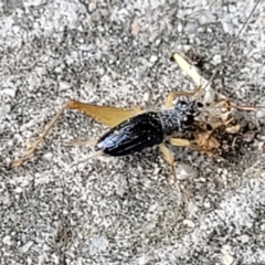 Trigonidiidae (family) at Lyneham, ACT - 9 Feb 2022