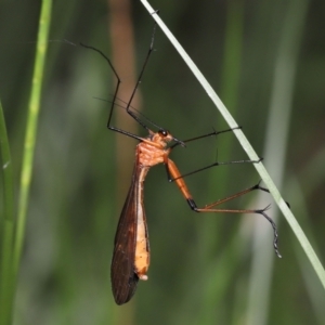 Harpobittacus australis at Paddys River, ACT - 1 Feb 2022