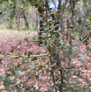 Bursaria spinosa at Bruce, ACT - 6 Feb 2022