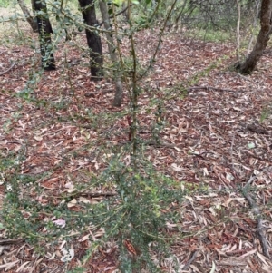 Bursaria spinosa at Bruce, ACT - 6 Feb 2022