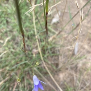 Wahlenbergia sp. at O'Connor, ACT - 6 Feb 2022 11:35 AM