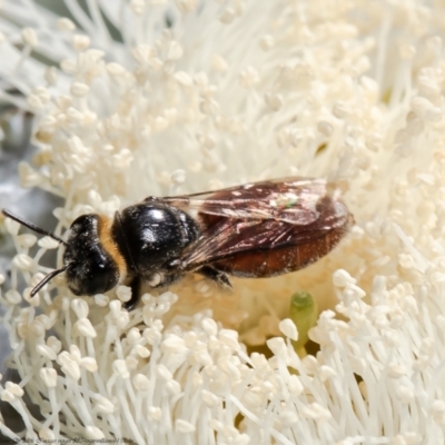 Euryglossa depressa (Native bee) at Belconnen, ACT - 9 Feb 2022 by Roger