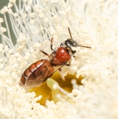 Euryglossa sp. (genus) (A native bee) at Belconnen, ACT - 9 Feb 2022 by Roger