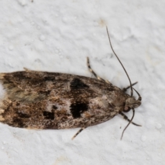 Barea melanodelta (A Barea Moth) at Melba, ACT - 7 Dec 2021 by kasiaaus