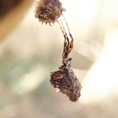 Celaenia calotoides (Bird-dropping spider) at Mount Painter - 15 Jan 2022 by CathB