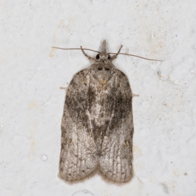 Tortricinae provisional species 1 at Melba, ACT - 7 Dec 2021 by kasiaaus