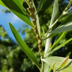 Sextius virescens (Acacia horned treehopper) at Fowles St. Woodland, Weston - 8 Feb 2022 by AliceH