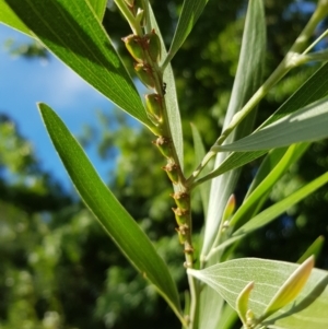 Sextius virescens at Weston, ACT - 8 Feb 2022