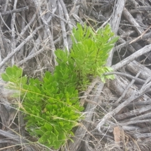 Dimorphotheca ecklonis at Watson, ACT - 7 Feb 2022