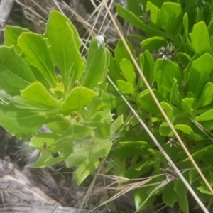 Dimorphotheca ecklonis at Watson, ACT - 7 Feb 2022