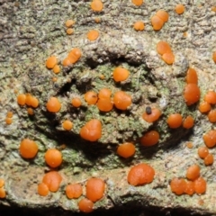 Lichen - crustose at Tidbinbilla Nature Reserve - 1 Feb 2022 by TimL
