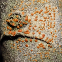 Lichen - crustose at Paddys River, ACT - 1 Feb 2022