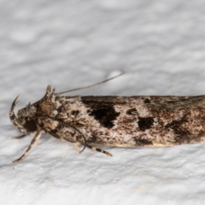 Barea melanodelta (A Barea Moth) at Melba, ACT - 7 Dec 2021 by kasiaaus