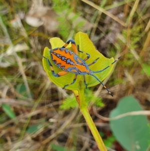 Amorbus sp. (genus) at Campbell, ACT - 1 Feb 2022