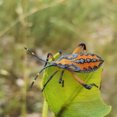 Amorbus sp. (genus) at Campbell, ACT - 1 Feb 2022 02:09 PM