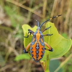 Amorbus sp. (genus) at Campbell, ACT - 1 Feb 2022 02:09 PM