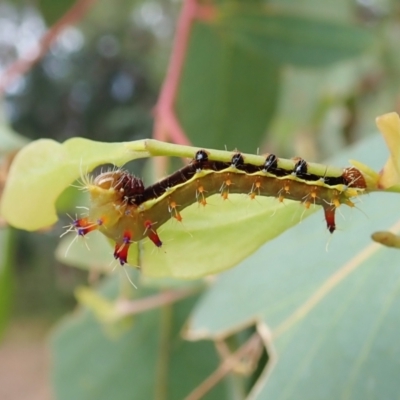 Opodiphthera eucalypti (Emperor Gum Moth) at Aranda Bushland - 2 Feb 2022 by CathB