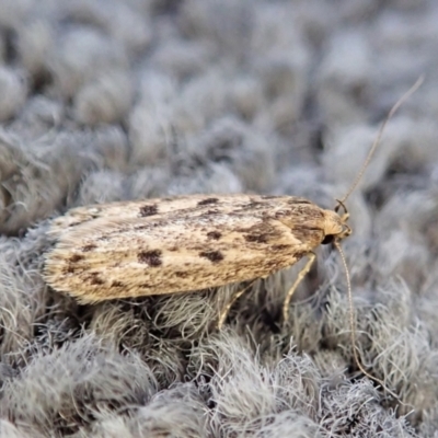 Hofmannophila pseudospretella (Brown House Moth) at Cook, ACT - 4 Feb 2022 by CathB
