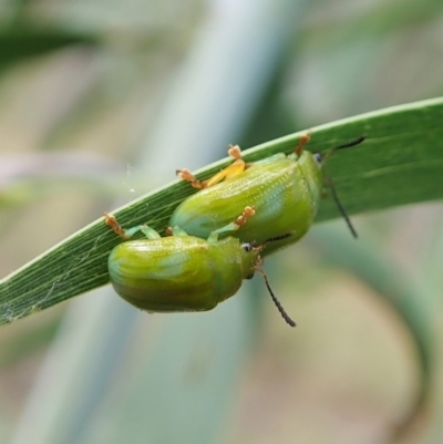 Calomela pallida (Leaf beetle) at Molonglo Valley, ACT - 4 Feb 2022 by CathB